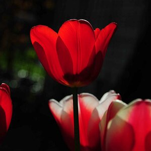 leuchtende Tulpen 01