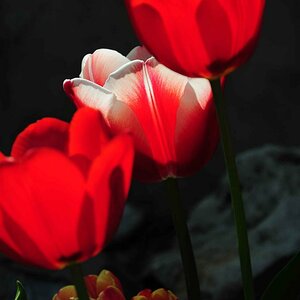 leuchtende Tulpen 02