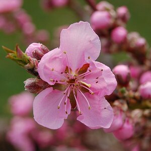 Nektarinenblüte