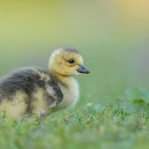 comp Großformat.Wildvögel (361)