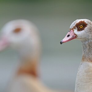 comp Großformat.Wildvögel (362)