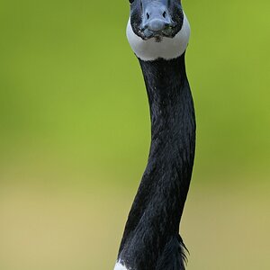 comp Großformat.Wildvögel (363)