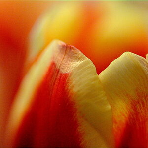 Tulpen
Nikon D700, 12800 ISO