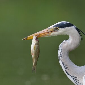 comp Großformat.Wildvögel (367)