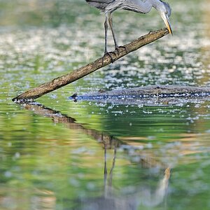 comp Großformat.Wildvögel (369)
