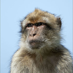 2110407 4684 Affe Gibraltar