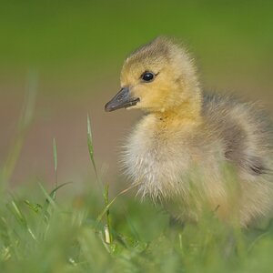 comp Großformat.Wildvögel (370)