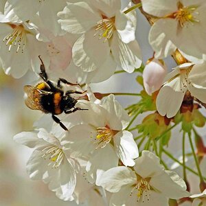 Hummel