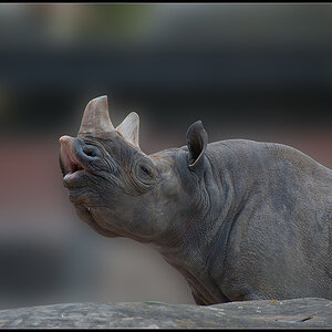 Spitzmaulnashorn