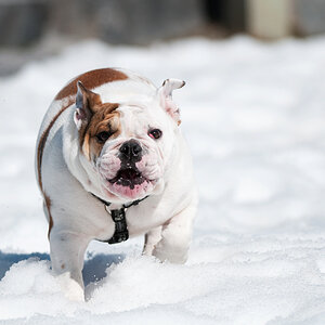 Molly rennt im Schnee