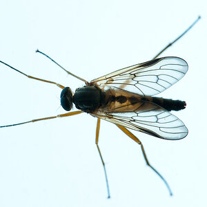 Fliege geröntgt