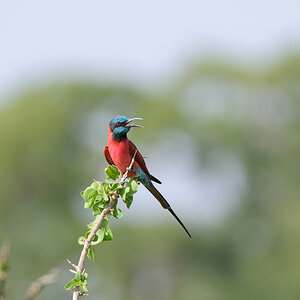 Kenia 2011 SPE
