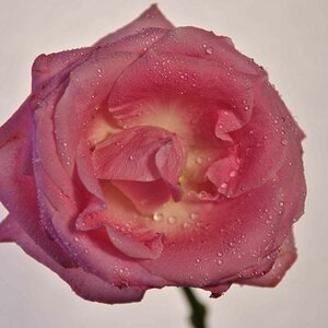 Blumen Makro