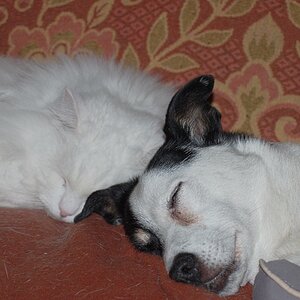 Hummel und Bobbel