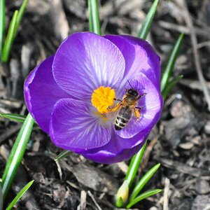 Krokus mit Biene