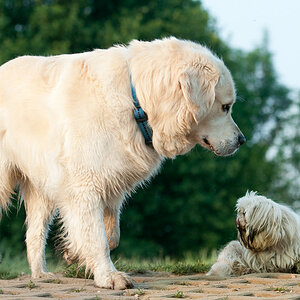 bist Du ein Hund