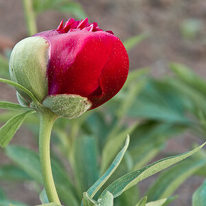 rose01