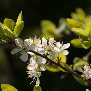 Blüte