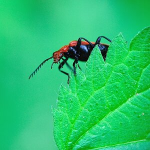 RotkoepfigerFeuerkaefer PyrochroaSerraticornis