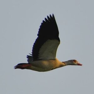 nilgans