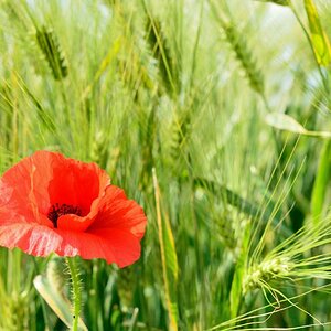 Mohn