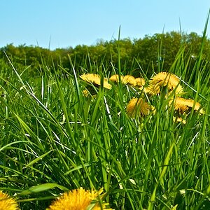 Blumenwiese