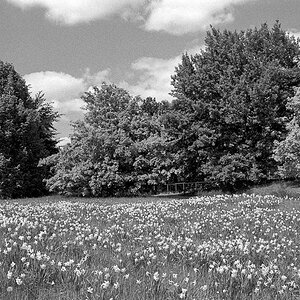 Blumenwiese