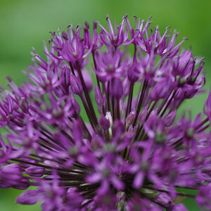 Garten  20110515 1024