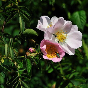 DSC 0025