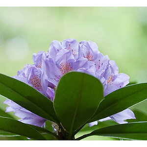 Rododendron im Wald