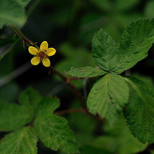 DSC 6306pb