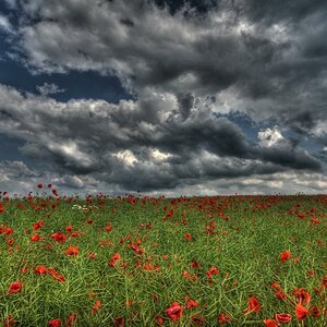 Mohn HDR1