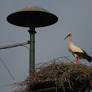 aacomp DSC 6831 1223