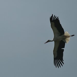 aacomp DSC 6837 1229
