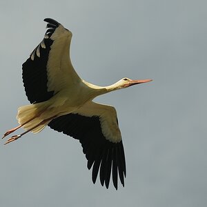 aacomp DSC 6918 1310