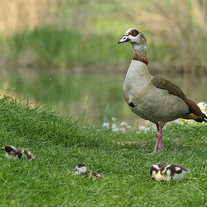 Nilgans DSC3187a