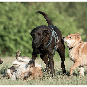 3 und maciko