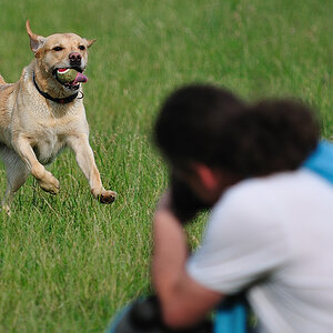 Hundewiese 01