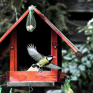 Vogel