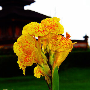 Bali - Blume im Tempelgarten