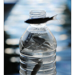 NF The fish 1