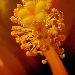 Hibiskus01
