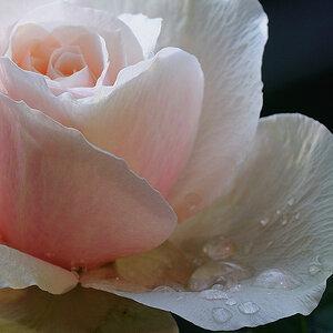 Rose Detail