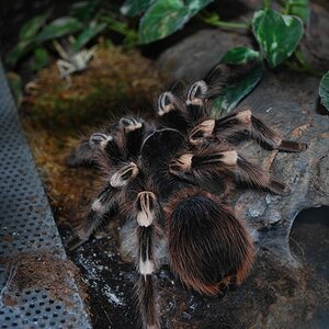 A. geniculata