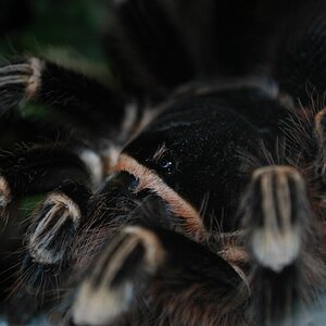 A. geniculata