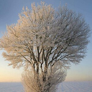 weißer Baum