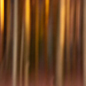 Panning bei Bäumen