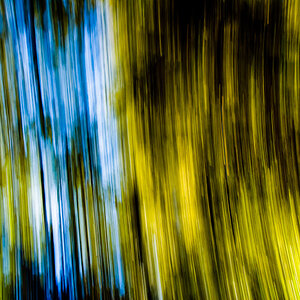 Panning: Walddach