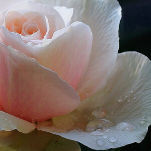 Rose im Detail