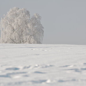 Baum nff